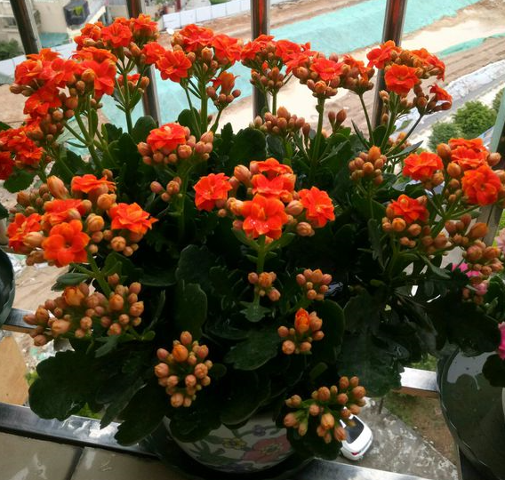 长寿花怎么养才能开花,不开花是什么原因呢,如何让长寿花爆盆开花? 长寿花怎么养才能开花,不开花是什么原因呢,如何让长寿花爆盆开花?