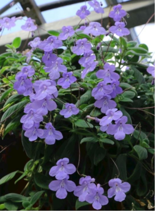 百合没有阳光能开花吗,花期需要晒太阳吗,什么花常年开花又耐阴? 百合没有阳光能开花吗,花期需要晒太阳吗,什么花常年开花又耐阴?