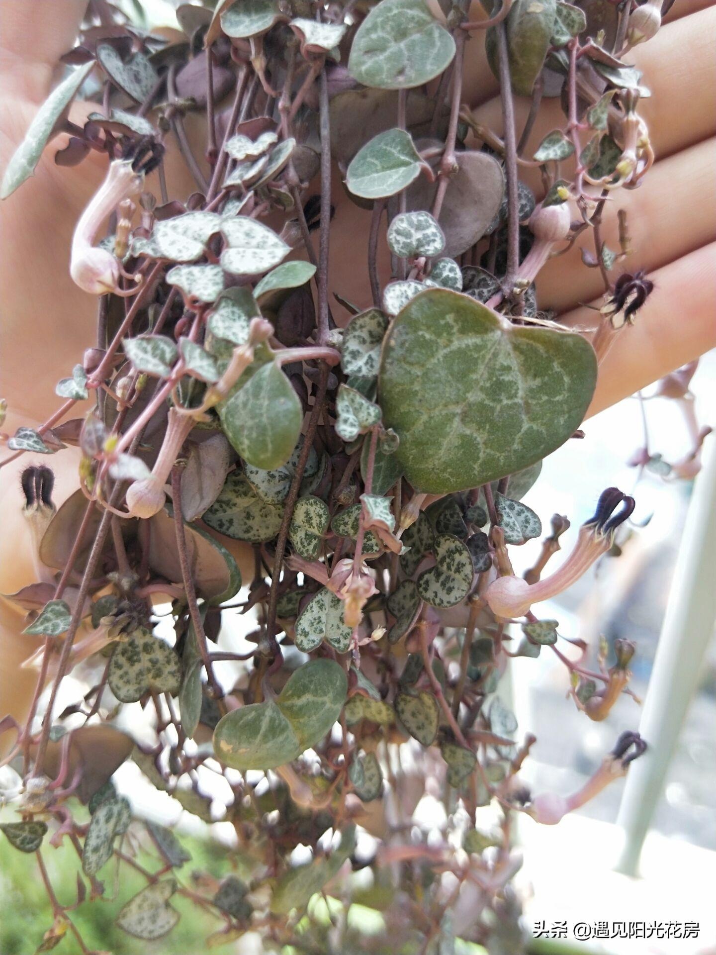 爱之蔓开花吗,开花蔓 范? 爱之蔓开花吗,开花蔓 范?
