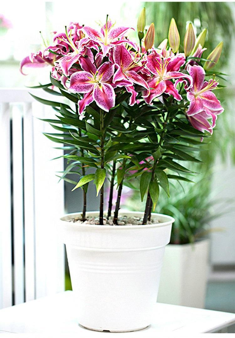 百合花长太高怎么处理,百合徒长能导致不开花吗,百合打顶图解? 百合花长太高怎么处理,百合徒长能导致不开花吗,百合打顶图解?