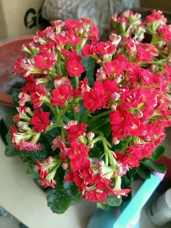长寿花花谢后如何修剪,怎么处理,杜鹃花花谢后怎样修剪? 长寿花花谢后如何修剪,怎么处理,杜鹃花花谢后怎样修剪?