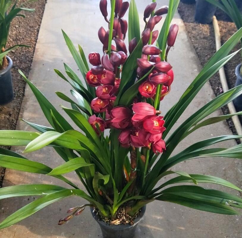 大花蕙兰掉花苞怎么办，有花苞了怎么浇水，大花蕙兰有花苞了怎么浇水?