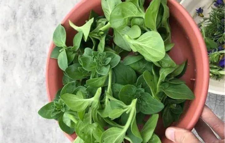 矮牵牛在什么季节开花,矮牵牛开花后要打顶吗? 矮牵牛在什么季节开花,矮牵牛开花后要打顶吗?
