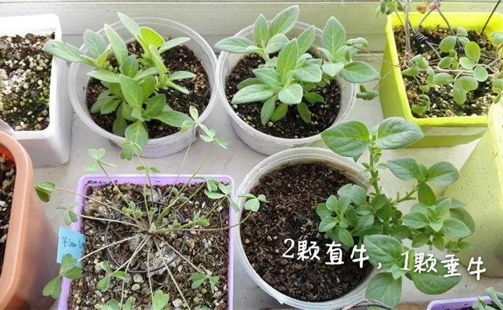 矮牵牛在什么季节开花,矮牵牛开花后要打顶吗? 矮牵牛在什么季节开花,矮牵牛开花后要打顶吗?
