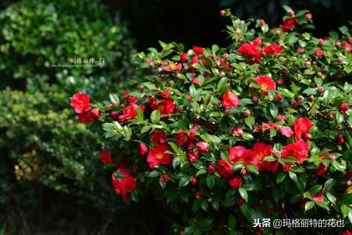 如何使茶梅在圣诞开花，茶梅开白花怎么办?