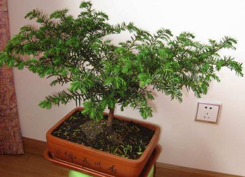红豆杉盆景修剪方法,红豆杉怎么修剪树形? 红豆杉盆景修剪方法,红豆杉怎么修剪树形?