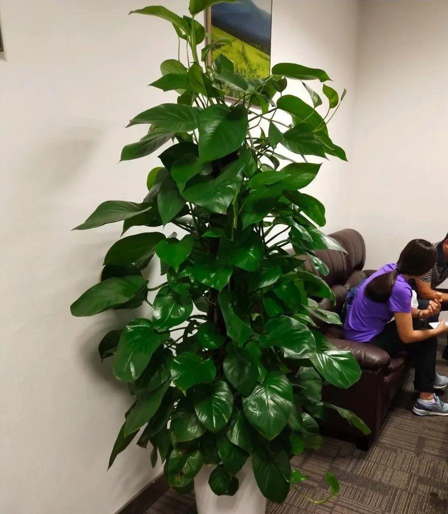 长寿花施肥方法,用什么肥好,长寿花用什么肥好什么时候施肥合适? 长寿花施肥方法,用什么肥好,长寿花用什么肥好什么时候施肥合适?