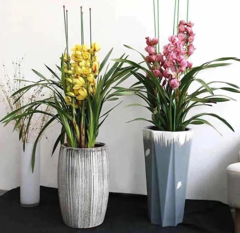 大花蕙兰花期怎么养，开花时能施肥吗，大花蕙兰施肥方法?