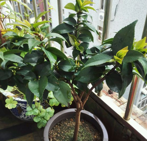 茶花繁殖方法,茶花如何繁殖,茶花繁殖方法和时间? 茶花繁殖方法,茶花如何繁殖,茶花繁殖方法和时间?