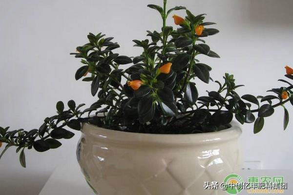 怎么让金鱼吊兰开花，开花期怎么养，金鱼吊兰修剪教程?