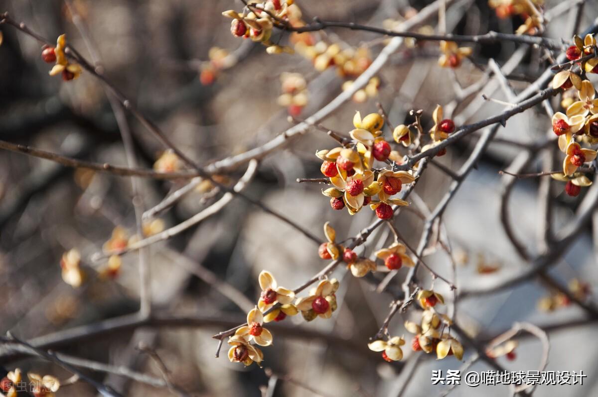 长春蔓开花吗，长春蔓和常春藤一样吗?