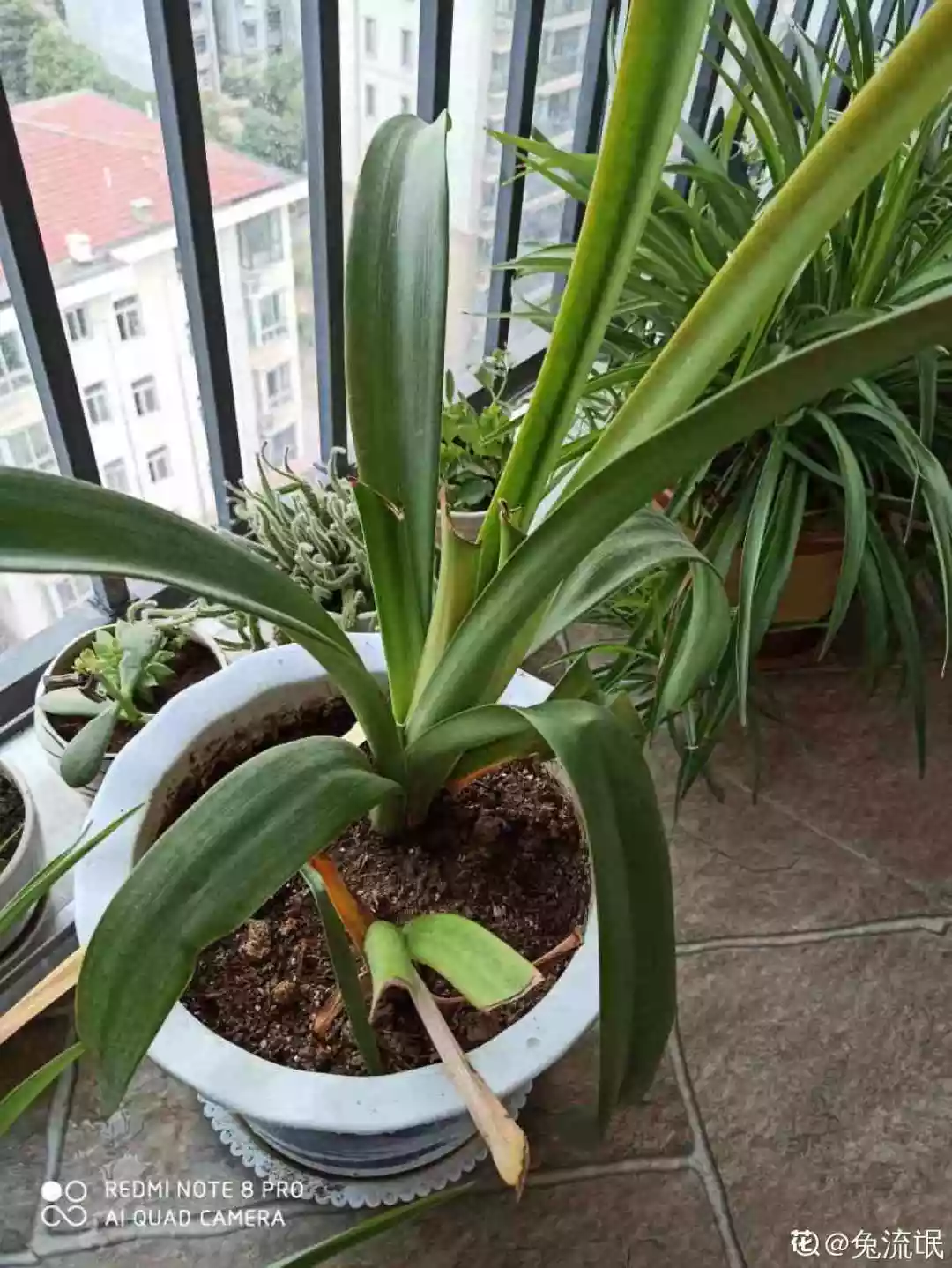 落地生根怎么浇水,落地生根盆栽怎么养? 落地生根怎么浇水,落地生根盆栽怎么养?