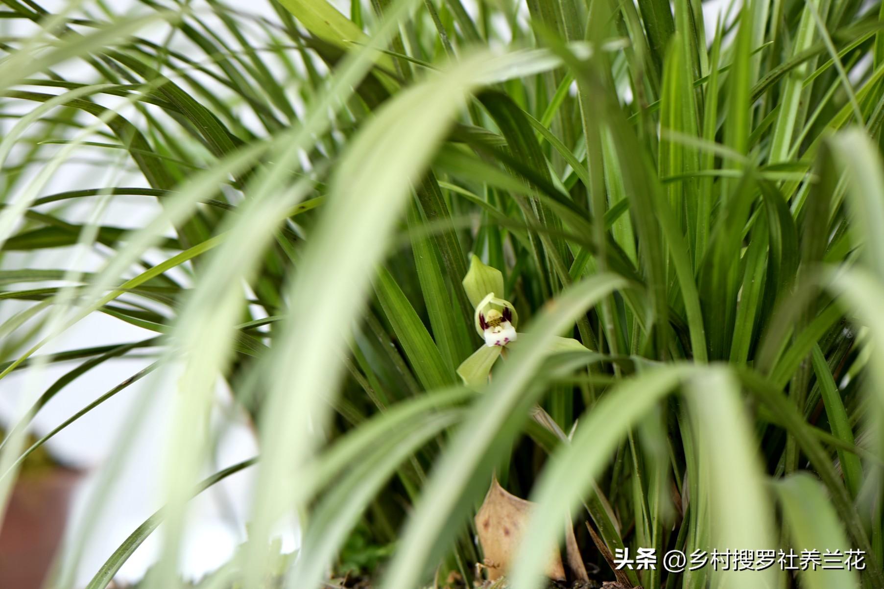 春兰怎么繁殖，兰花种子繁殖技术?