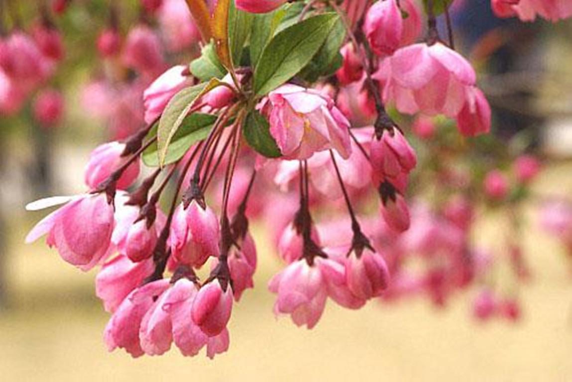 怎么让垂枝海棠二次开花,皇家美人垂枝海棠? 怎么让垂枝海棠二次开花,皇家美人垂枝海棠?