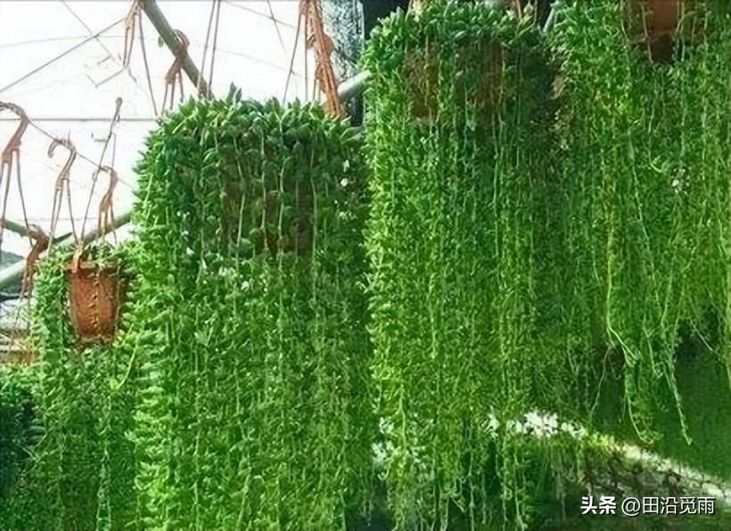 鱼嘴吊兰怎么养殖方法,怎么施肥,小嘴鱼能养殖吗? 鱼嘴吊兰怎么养殖方法,怎么施肥,小嘴鱼能养殖吗?