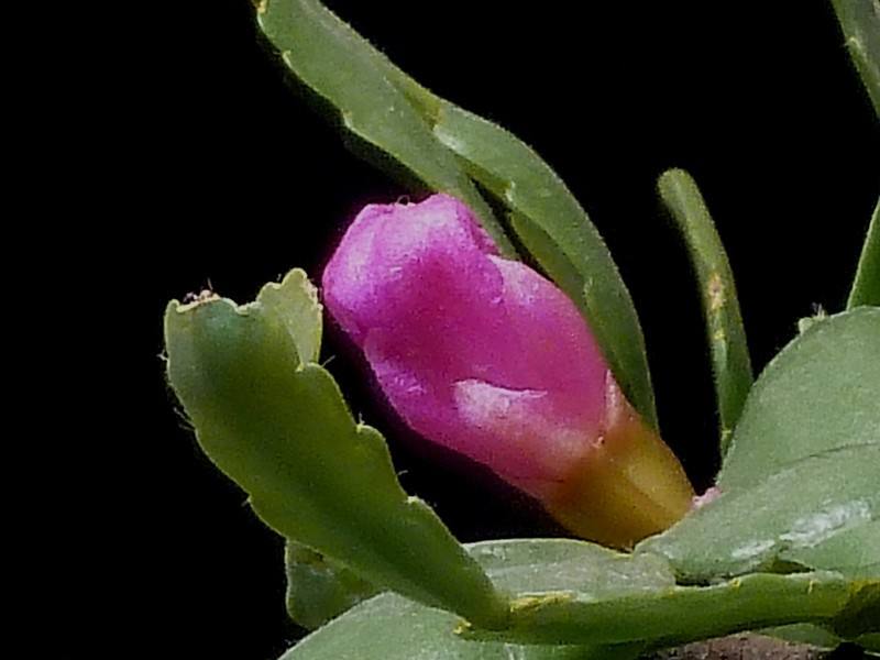 蟹爪兰花后应怎样养护，扣水