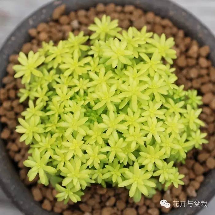 薄雪万年草开花吗,薄雪万年草耐寒多少度? 薄雪万年草开花吗,薄雪万年草耐寒多少度?