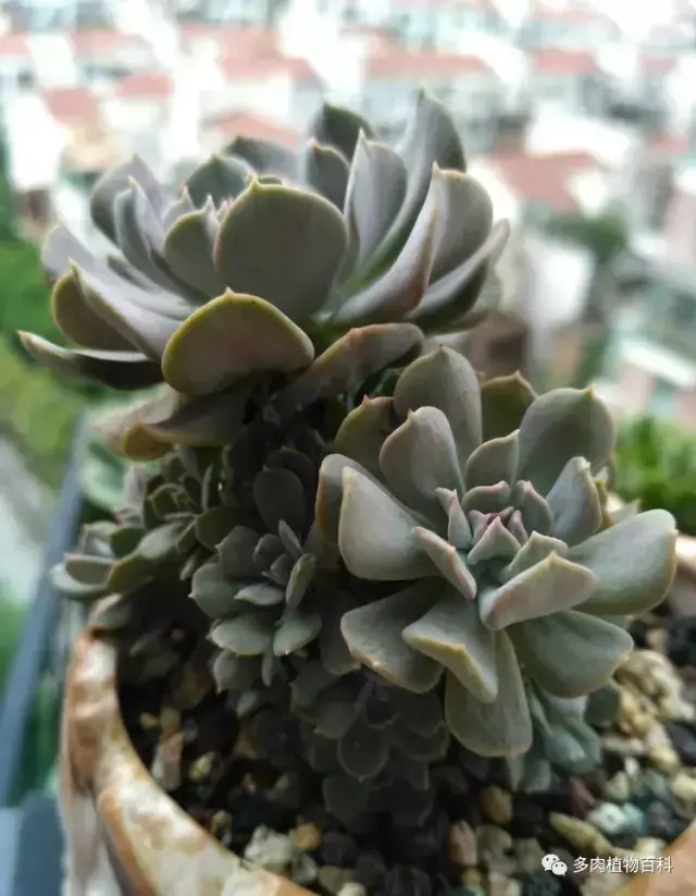 碧玉莲如何度夏,碧玉莲叶子瘪了怎么办? 碧玉莲如何度夏,碧玉莲叶子瘪了怎么办?