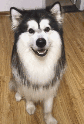 阿拉斯加犬怎么选(阿拉斯加犬怎么挑选)