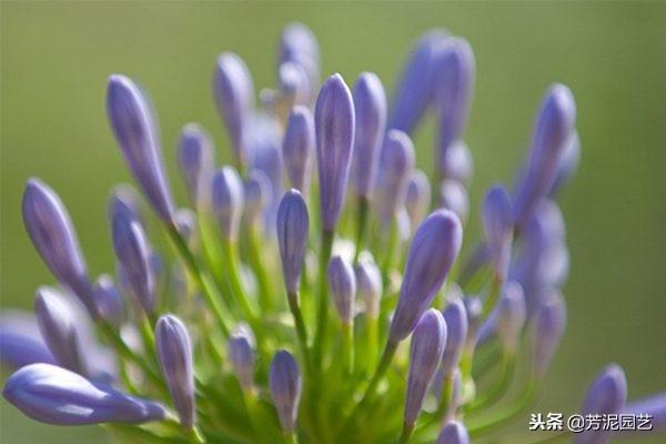 百子莲怎么过冬，百子莲北方室内过冬?