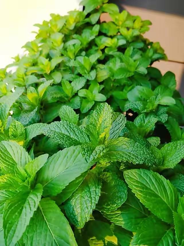 薄荷施什么肥，薄荷施肥时的两大注意，盆栽薄荷施什么肥?