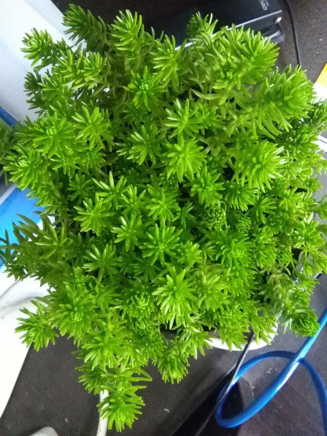 薄雪万年草怎么过冬,薄雪万年草和佛甲草区别? 薄雪万年草怎么过冬,薄雪万年草和佛甲草区别?