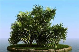 怎样科学繁殖棕竹(棕竹种植技术) 怎样科学繁殖棕竹(棕竹种植技术)
