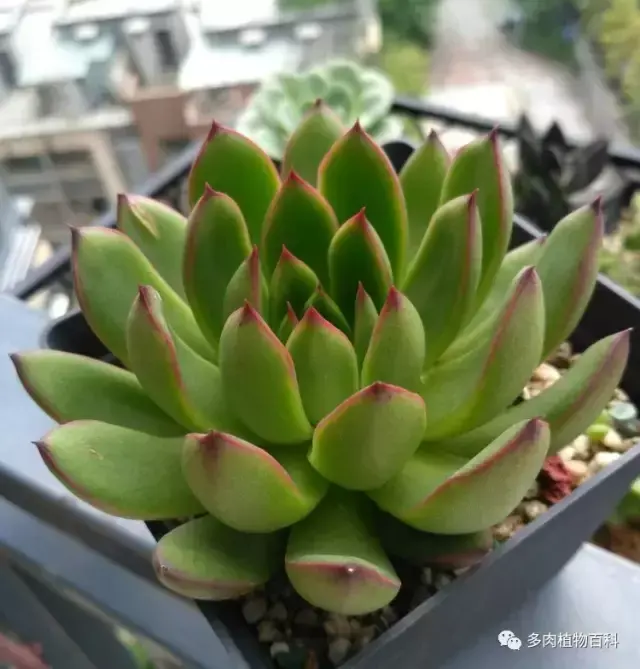 碧玉莲如何度夏,碧玉莲叶子瘪了怎么办? 碧玉莲如何度夏,碧玉莲叶子瘪了怎么办?