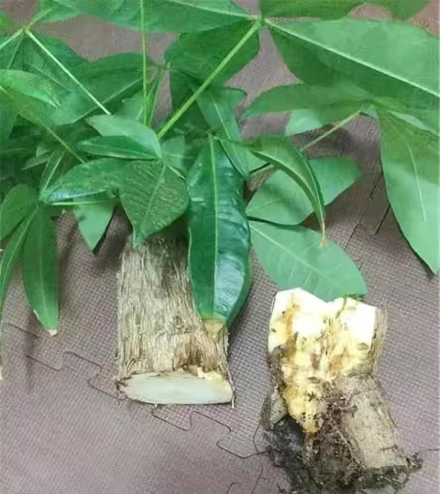 不夜城的分株繁殖,蝴蝶兰是怎么繁殖的? 不夜城的分株繁殖,蝴蝶兰是怎么繁殖的?