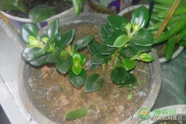 怎么让金鱼吊兰开花，开花期怎么养，金鱼吊兰修剪教程?