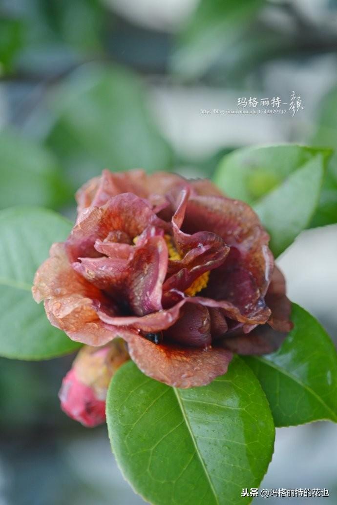 如何使茶梅在圣诞开花，茶梅开白花怎么办?