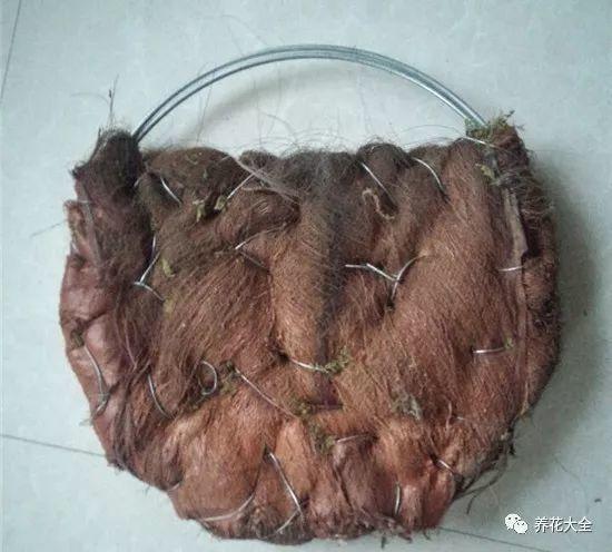 百万小铃的繁殖方法，什么时候扦插，金鱼吊兰的扦插方法和注意事项?