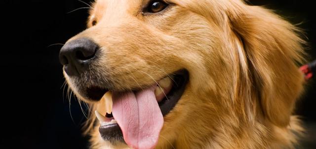 金毛是猎犬吗(金毛战斗力被严重低估)