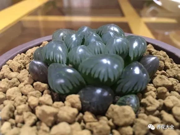 冰灯玉露怎么繁殖,冰灯玉露怎么爆盆? 冰灯玉露怎么繁殖,冰灯玉露怎么爆盆?