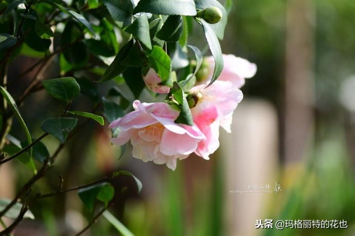 如何使茶梅在圣诞开花，茶梅开白花怎么办?