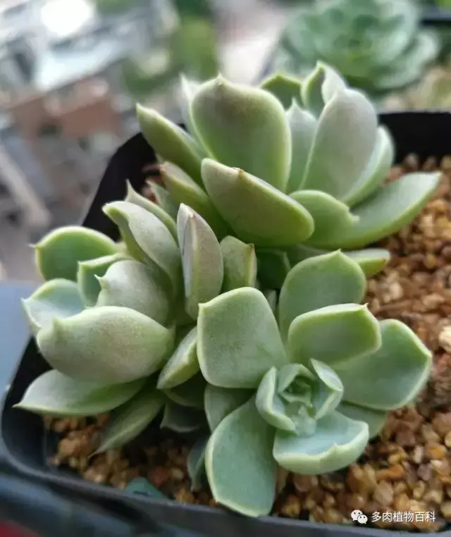 碧玉莲如何度夏,碧玉莲叶子瘪了怎么办? 碧玉莲如何度夏,碧玉莲叶子瘪了怎么办?