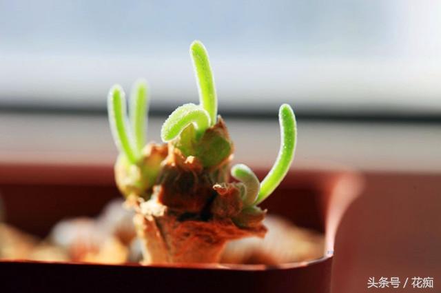碧光环会开花吗,碧光环老桩? 碧光环会开花吗,碧光环老桩?