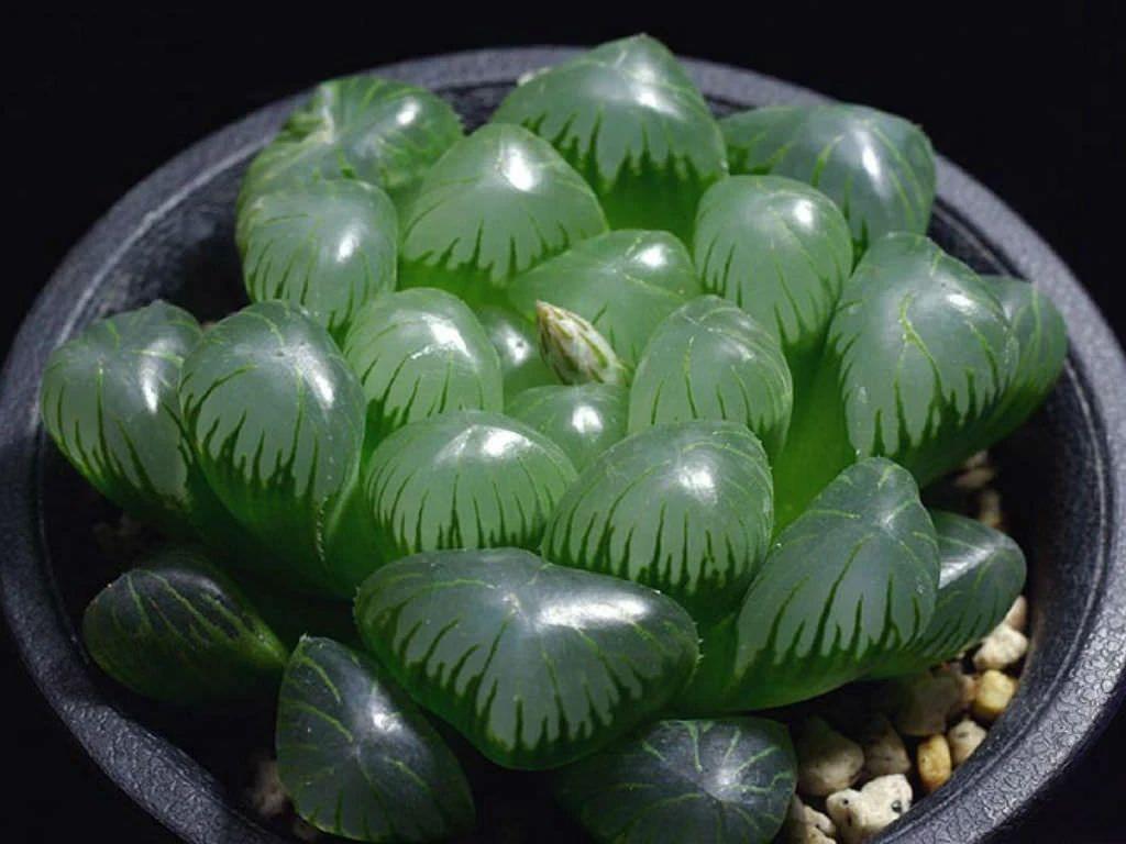 草玉露怎么浇水,这样浇叶子更透亮了!,玉露干瘪不服盆? 草玉露怎么浇水,这样浇叶子更透亮了!,玉露干瘪不服盆?