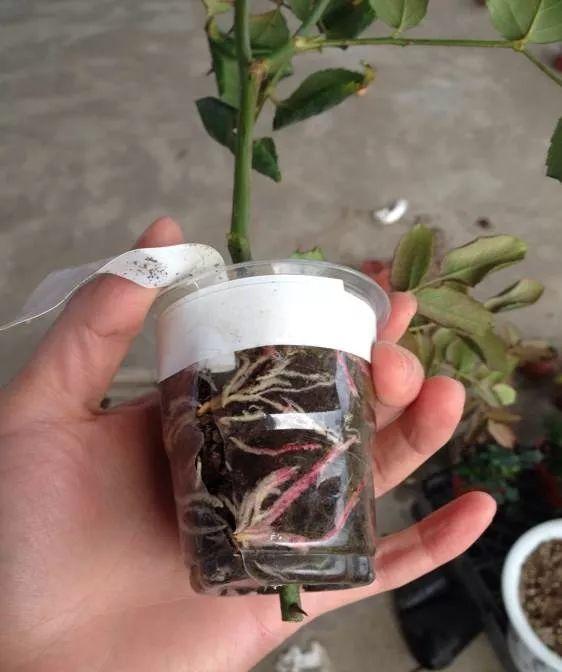 茶花压条多久生根,空中压条繁殖技术,腊梅压条繁殖时间? 茶花压条多久生根,空中压条繁殖技术,腊梅压条繁殖时间?