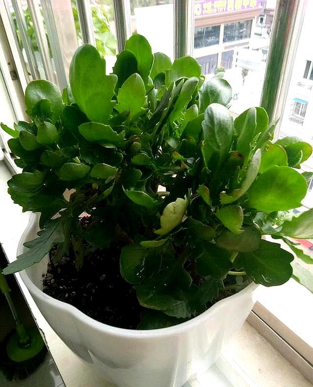 长寿花施肥时间,施肥后叶软发黄怎么办,长寿花叶尖干黄怎么办? 长寿花施肥时间,施肥后叶软发黄怎么办,长寿花叶尖干黄怎么办?