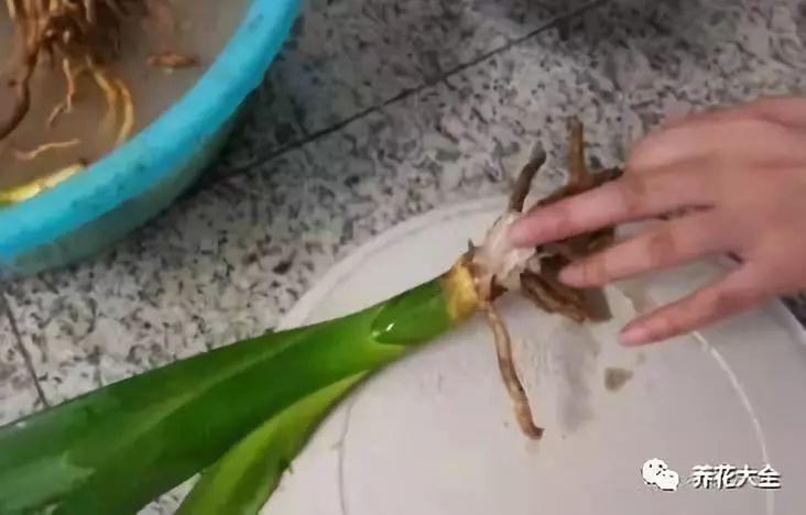 茶梅怎么扦插，茶梅扦插生根最快方法?