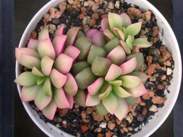 春梦殿锦徒长了怎么办,春梦殿锦叶片发软? 春梦殿锦徒长了怎么办,春梦殿锦叶片发软?
