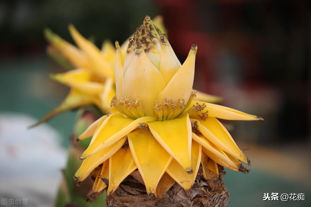 地涌金莲开花后怎么处理，烂茎了怎么办，地涌金莲花后怎么处理?