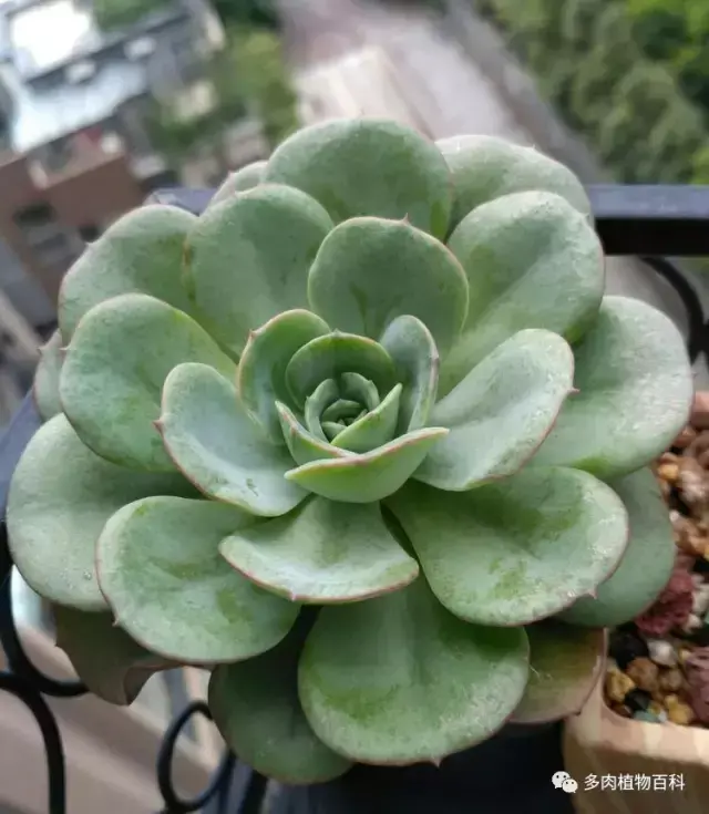 碧玉莲如何度夏,碧玉莲叶子瘪了怎么办? 碧玉莲如何度夏,碧玉莲叶子瘪了怎么办?