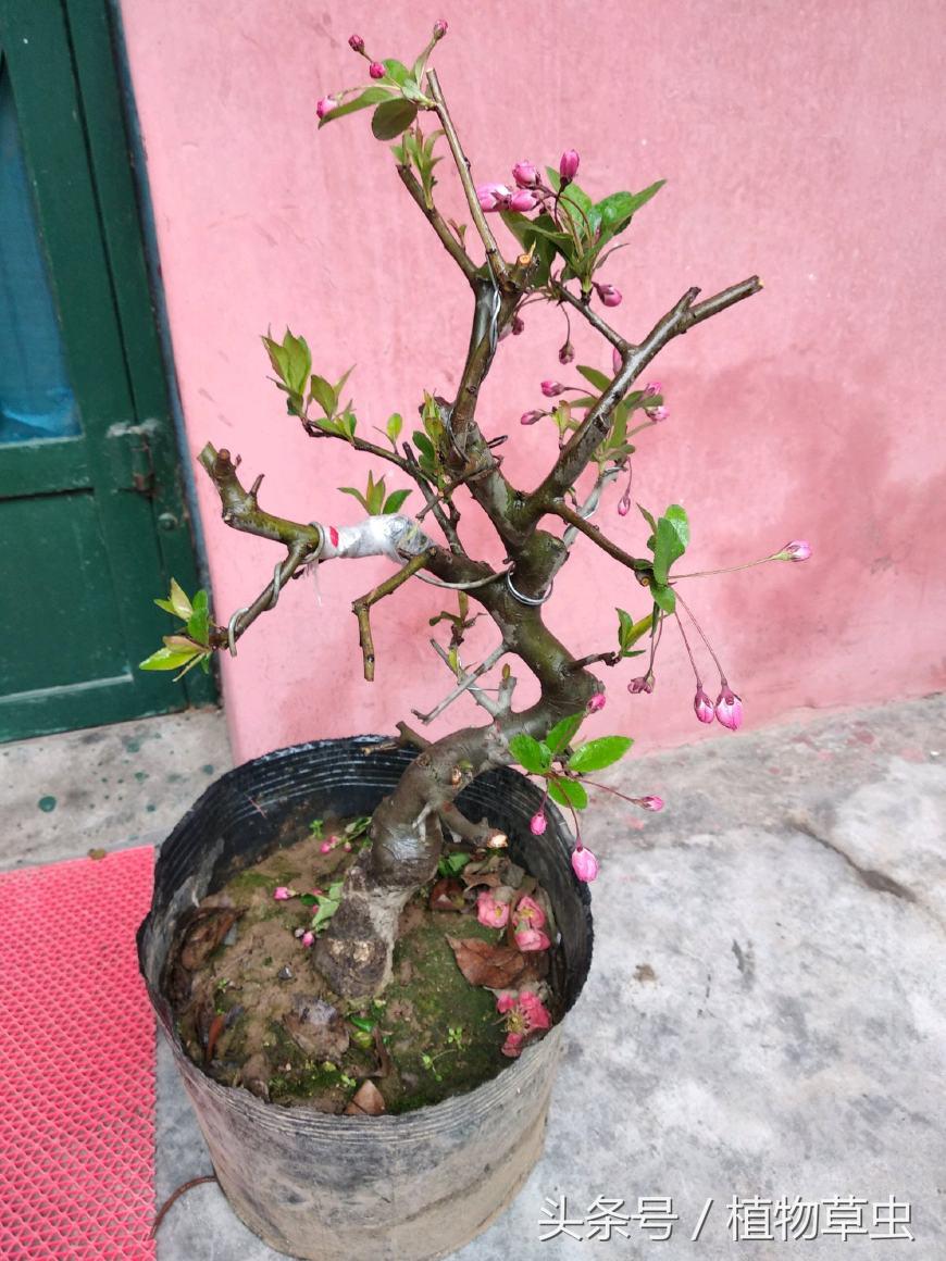 垂枝海棠什么时候开花,垂枝海棠和垂丝海棠? 垂枝海棠什么时候开花,垂枝海棠和垂丝海棠?