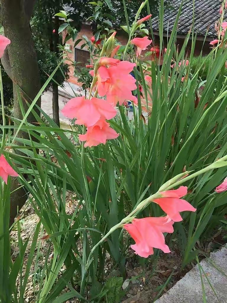 唐菖蒲(剑兰)怎么施肥,水养剑兰是否要剥掉叶子? 唐菖蒲(剑兰)怎么施肥,水养剑兰是否要剥掉叶子?