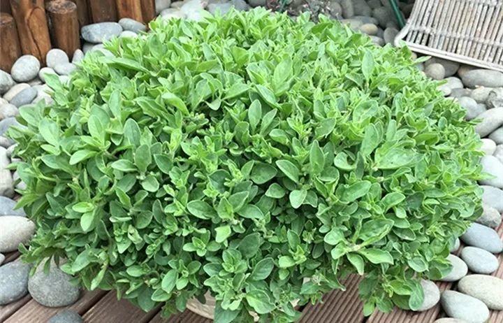 矮牵牛在什么季节开花,矮牵牛开花后要打顶吗? 矮牵牛在什么季节开花,矮牵牛开花后要打顶吗?