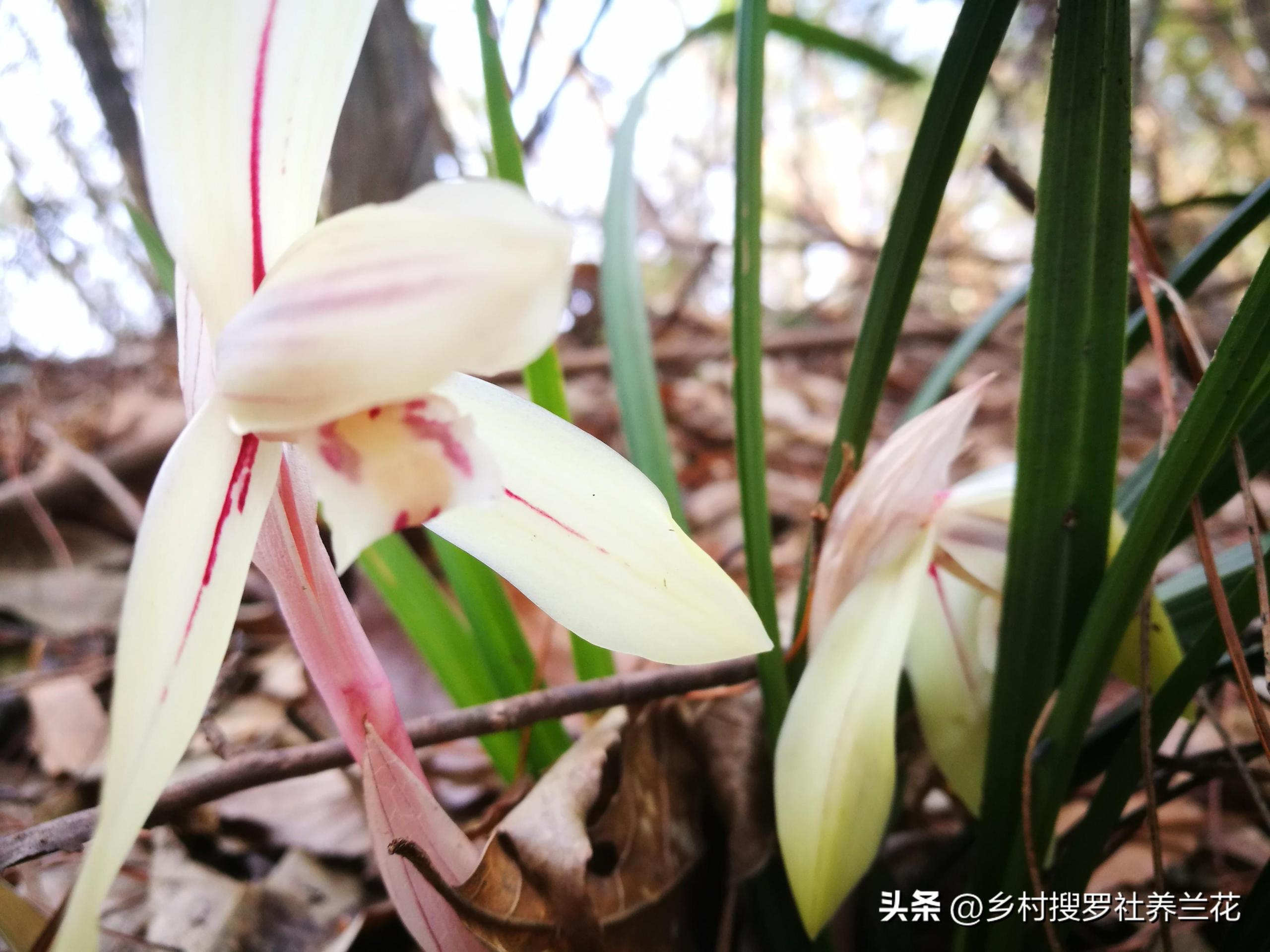 春兰怎么繁殖，兰花种子繁殖技术?