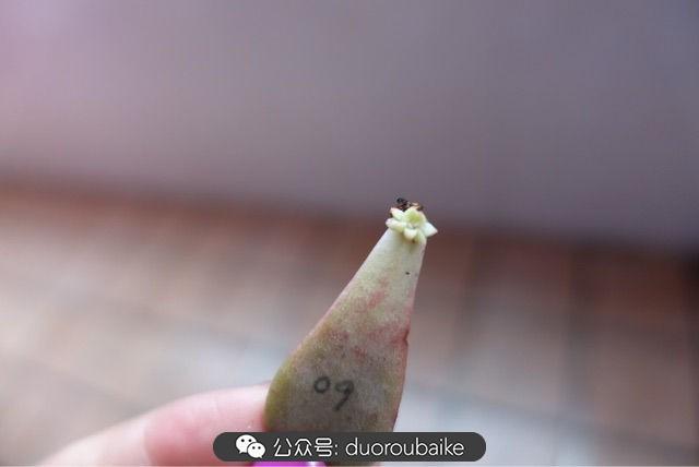 多肉白鸟怎么施肥,白鸟多肉爆盆? 多肉白鸟怎么施肥,白鸟多肉爆盆?