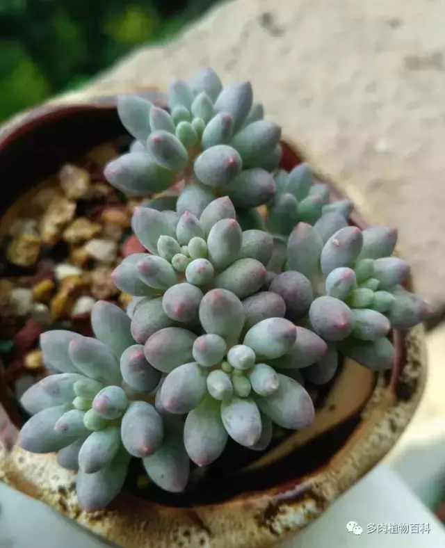 碧玉莲如何度夏,碧玉莲叶子瘪了怎么办? 碧玉莲如何度夏,碧玉莲叶子瘪了怎么办?